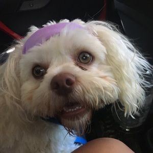 Meet your Posher, Ava